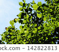 Leaves translucent in the light seen from beneath the tree 142822813