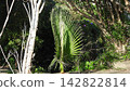 Leaves that spread out like peacock feathers 142822814