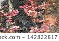 Autumn leaves floating in spring water 142822817