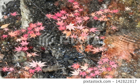秋葉漂浮在泉水裡 秋葉漂浮在泉水裡 142822817