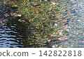 The surface of the spring water ripples and the autumn leaves float on it. 142822818