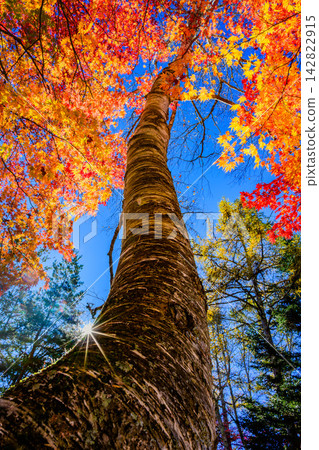 A beautiful vertical composition of a birch tree at the base of Lake Tateshina in the early morning, with the rising trunk and autumn leaves illuminated by the rays of the morning sun. A beautiful vertical composition of a birch tree at the base of Lake Tateshina in the early morning, with the rising trunk and autumn leaves illuminated by the rays of the morning sun. 142822915