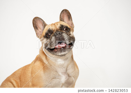 A French Bulldog sitting primly against a white background. A French Bulldog sitting primly against a white background. 142823053