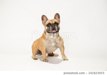 A French Bulldog sitting primly against a white background. A French Bulldog sitting primly against a white background. 142823055