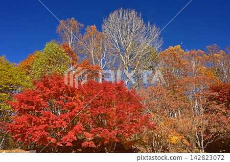 八岳水垣山自然公園 紅葉風景 八岳水垣山自然公園 紅葉風景 142823072