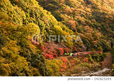 嵯峨野電車和秋葉 142823203