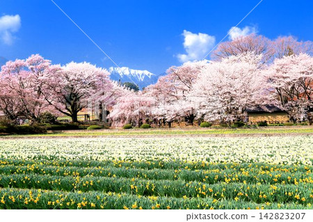 實相寺的櫻花樹和水仙花 實相寺的櫻花樹和水仙花 142823207