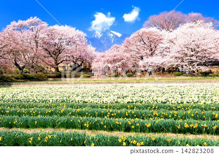 實相寺的櫻花樹和水仙花 實相寺的櫻花樹和水仙花 142823208