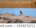 夕陽西下，野鳥棲息在岩石岸邊。 142823211