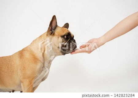 一隻法國鬥牛犬目不轉睛地盯著主人手中的零食。 一隻法國鬥牛犬目不轉睛地盯著主人手中的零食。 142823284
