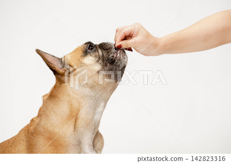 A French Bulldog receiving a treat from its owner's hand. A French Bulldog receiving a treat from its owner's hand. 142823316