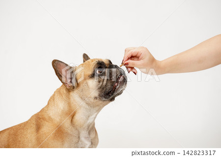 A French Bulldog receiving a treat from its owner's hand. A French Bulldog receiving a treat from its owner's hand. 142823317