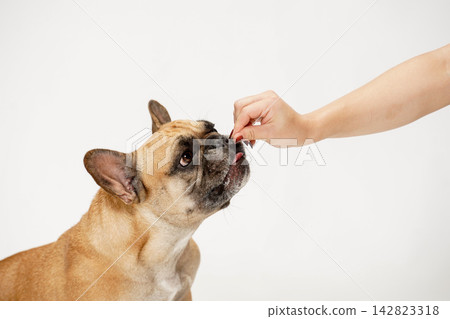 一隻法國鬥牛犬從主人手中接過零食。 一隻法國鬥牛犬從主人手中接過零食。 142823318