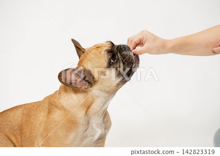 一隻法國鬥牛犬從主人手中接過零食。 一隻法國鬥牛犬從主人手中接過零食。 142823319