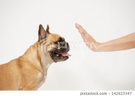 A French Bulldog listening to its owner's "stay" command. A French Bulldog listening to its owner's "stay" command. 142823347