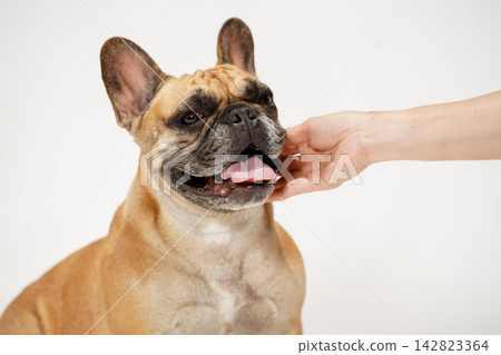 A French Bulldog being gently petted by its owner. 142823364