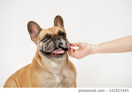 A French Bulldog being gently petted by its owner. A French Bulldog being gently petted by its owner. 142823365