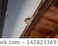Swallow chicks peeking out from their nest under the eaves of an old house. 142823369