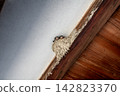 Swallow chicks peeking out from their nest under the eaves of an old house. 142823370