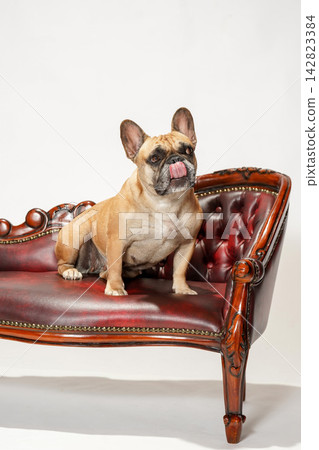 A French Bulldog sitting on an antique-style leather sofa. A French Bulldog sitting on an antique-style leather sofa. 142823384
