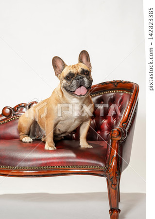 A French Bulldog sitting on an antique-style leather sofa. A French Bulldog sitting on an antique-style leather sofa. 142823385