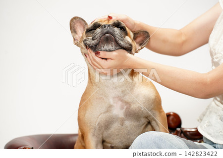 法國鬥牛犬與主人玩耍互動 142823422