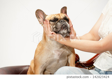 French Bulldog playing and interacting with its owner 142823424