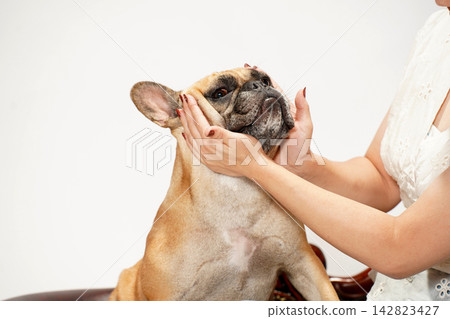 French Bulldog playing and interacting with its owner French Bulldog playing and interacting with its owner 142823427