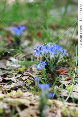 藍色龍膽花 藍色龍膽花 142823478