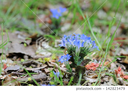 Blue gentian flowers Blue gentian flowers 142823479