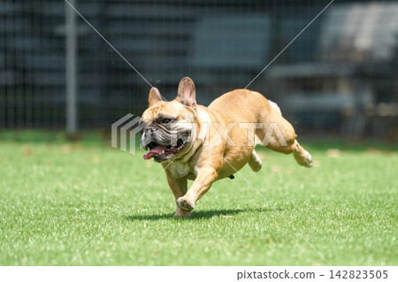 A French Bulldog happily running on the grass in the dog run. A French Bulldog happily running on the grass in the dog run. 142823505