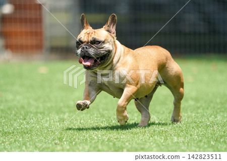 一隻法國鬥牛犬在狗舍的草地上快樂地奔跑。 一隻法國鬥牛犬在狗舍的草地上快樂地奔跑。 142823511