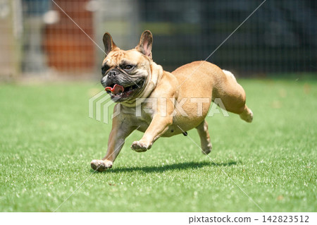A French Bulldog happily running on the grass in the dog run. A French Bulldog happily running on the grass in the dog run. 142823512