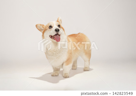 一隻威爾斯柯基犬，背景為白色攝影棚。 142823549