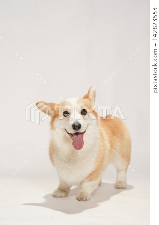 一隻威爾斯柯基犬，背景為白色攝影棚。 142823553