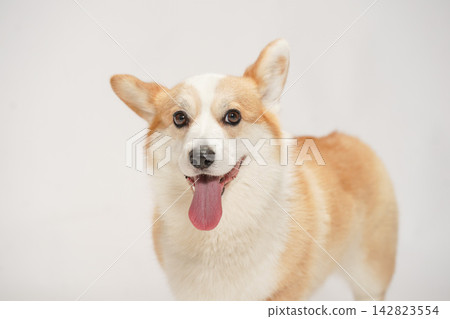 一隻威爾斯柯基犬,背景為白色攝影棚。 一隻威爾斯柯基犬,背景為白色攝影棚。 142823554