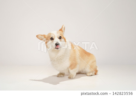 一隻威爾斯柯基犬,背景為白色攝影棚。 一隻威爾斯柯基犬,背景為白色攝影棚。 142823556
