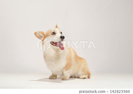 一隻威爾斯柯基犬,背景為白色攝影棚。 一隻威爾斯柯基犬,背景為白色攝影棚。 142823560
