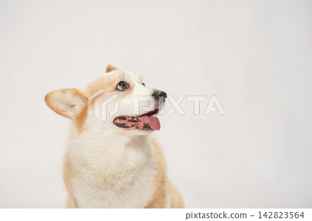 一隻威爾斯柯基犬,背景為白色攝影棚。 一隻威爾斯柯基犬,背景為白色攝影棚。 142823564