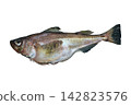 A cutout image of the very delicious Japanese edible fish, the sandfish (Hatahata), against a white background. 142823576