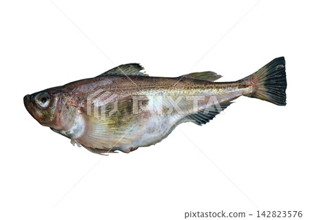 A cutout image of the very delicious Japanese edible fish, the sandfish (Hatahata), against a white background. A cutout image of the very delicious Japanese edible fish, the sandfish (Hatahata), against a white background. 142823576