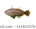 A rare species of filefish, the Japanese filefish (Yosogi), cutout image on a white background. 142823578