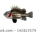 A cutout image of a rockfish (Ishinagi) with its gills and fins spread wide in anger, against a white background. 142823579