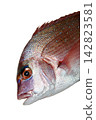 A cutout image of a young red sea bream's profile against a white background. 142823581