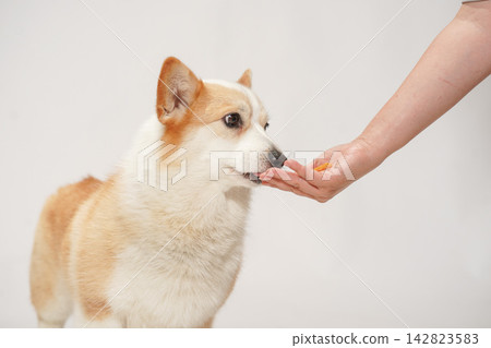 A Welsh Corgi receiving food from its owner's hand. A Welsh Corgi receiving food from its owner's hand. 142823583