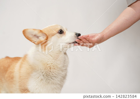 一隻威爾斯柯基犬從主人手中接過食物。 一隻威爾斯柯基犬從主人手中接過食物。 142823584