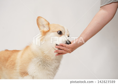 一隻威爾斯柯基犬從主人手中接過食物。 一隻威爾斯柯基犬從主人手中接過食物。 142823589