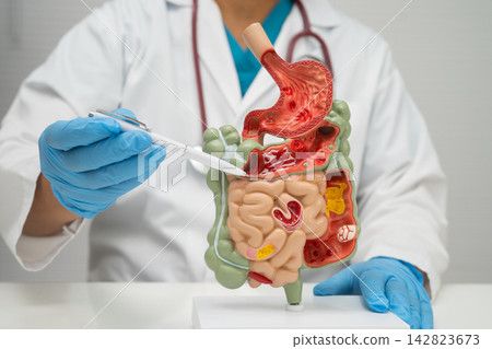 Digestive system with stomach and intestine, Asian doctor holding human anatomy model for study diagnosis and treatment in hospital. Digestive system with stomach and intestine, Asian doctor holding human anatomy model for study diagnosis and treatment in hospital. 142823673