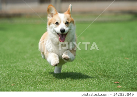 一隻威爾斯柯基犬在狗公園的草地上快樂地奔跑。 一隻威爾斯柯基犬在狗公園的草地上快樂地奔跑。 142823849