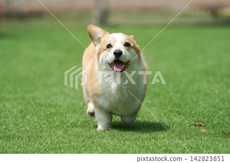 一隻威爾斯柯基犬在狗公園的草地上快樂地奔跑。 一隻威爾斯柯基犬在狗公園的草地上快樂地奔跑。 142823851